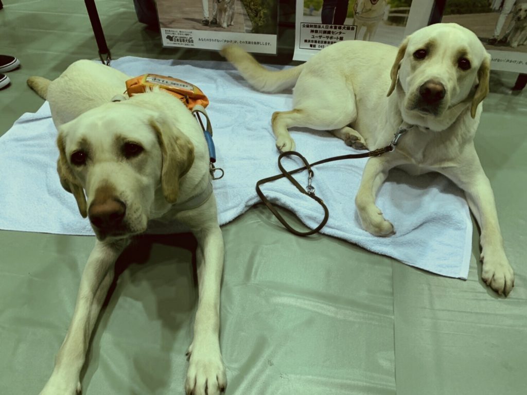 盲導犬が2頭座って待機している画像。