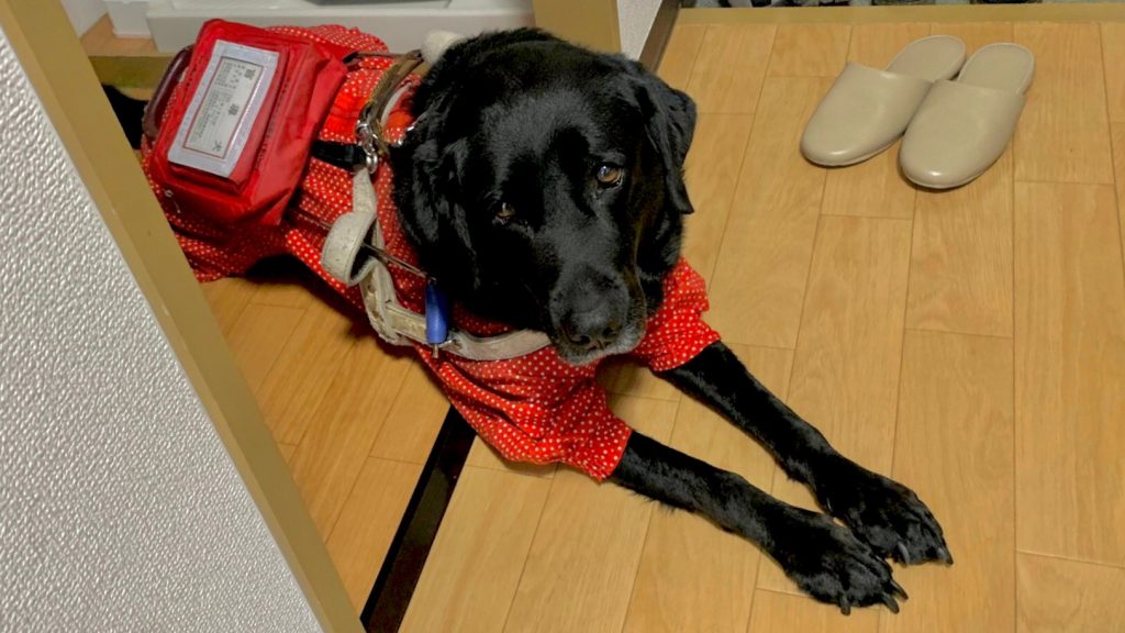 職場の待機場所で待つ清水さんの盲導犬をアップで撮影した画像。