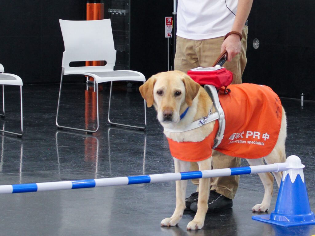 トレーニング施設でデモンストレーション中の盲導犬。