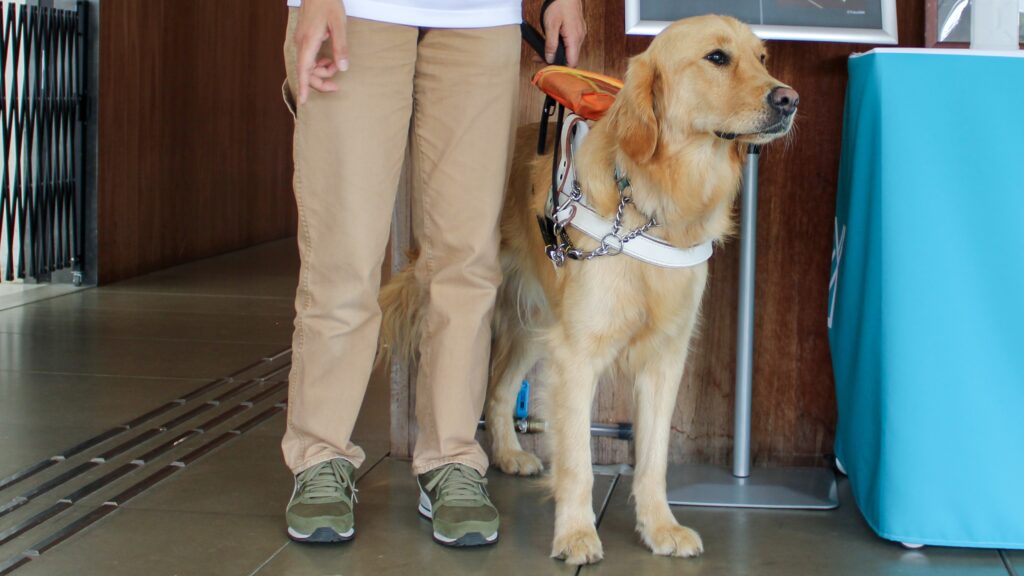 盲導犬とドッグトレーナーの写真