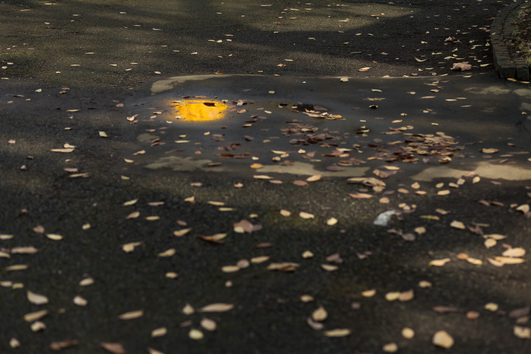 夜盲症は医学的障害としてカウントされますか?