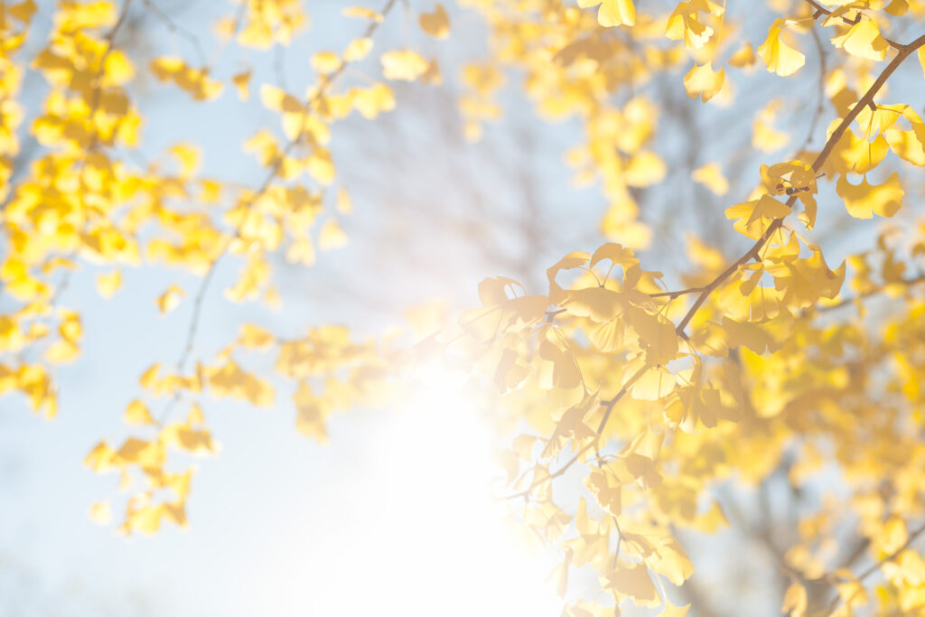 ドライアイの羞明をどのように治療しますか?