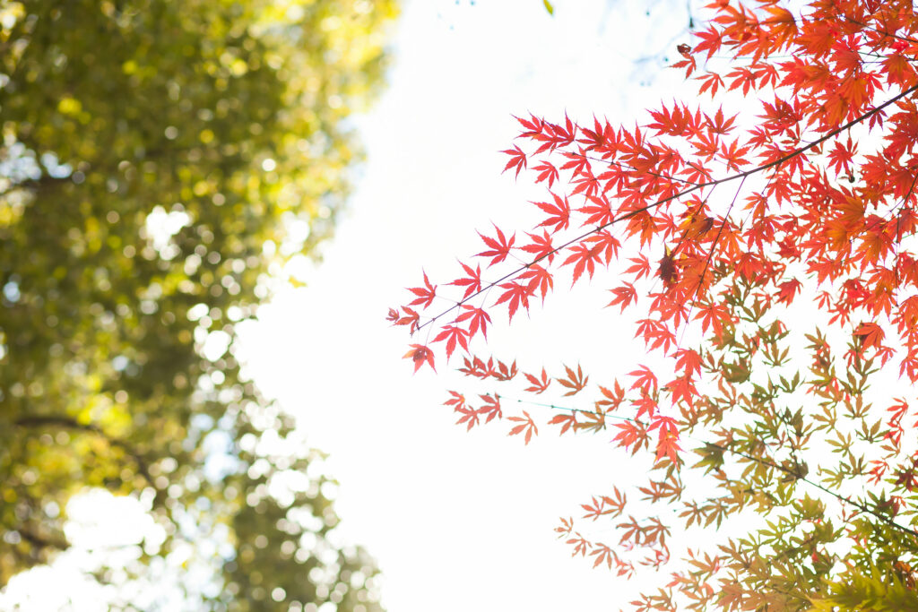 木の葉を見上げた写真。赤から緑にグラデーションになっているモミジとその向こうにピントのぼやけた緑の葉が見えている。