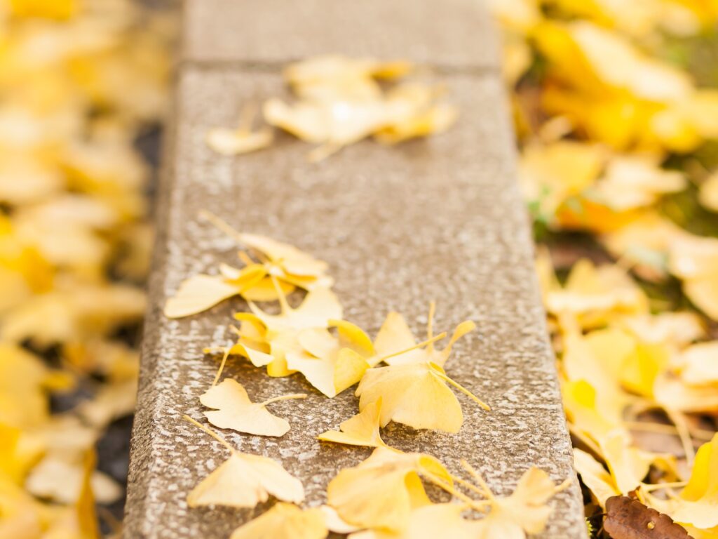 黄色く色づいたイチョウの葉が、公園の縁石と地面の上に敷き詰められたように広がっている。