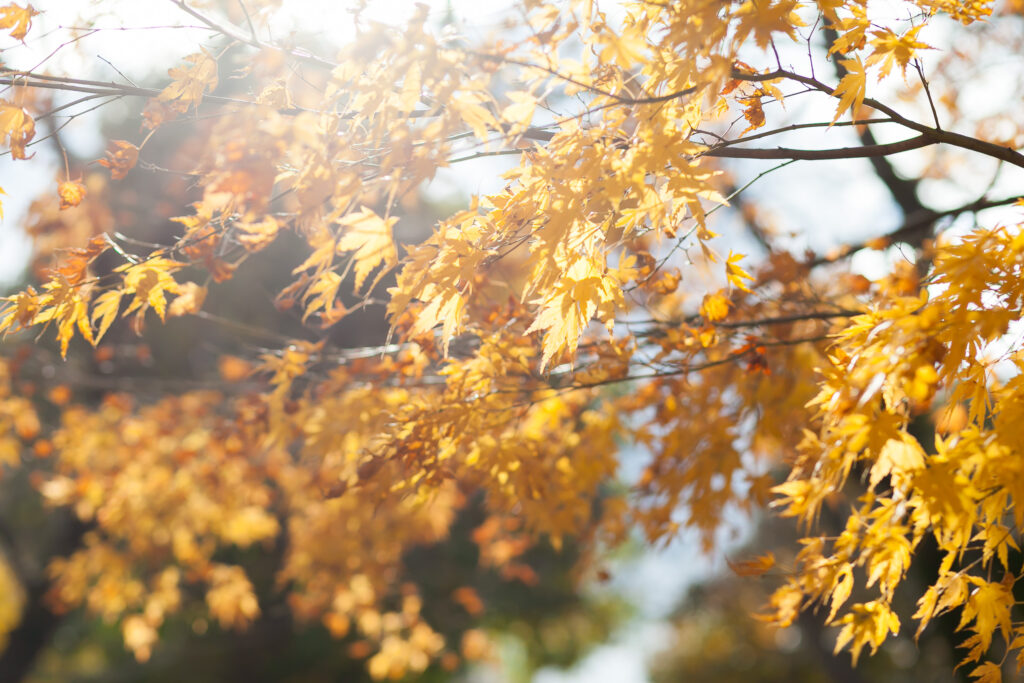 光が差し込んで光っている楓の枝。葉の色は黄金色。