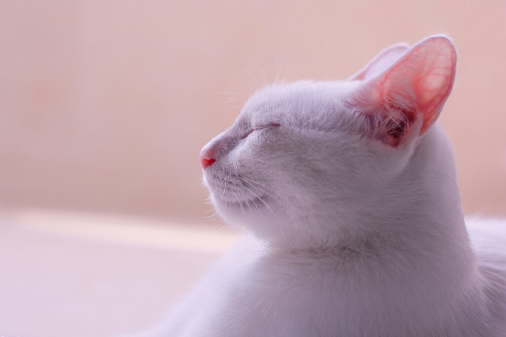 耳や鼻がピンク色の白猫の横顔。