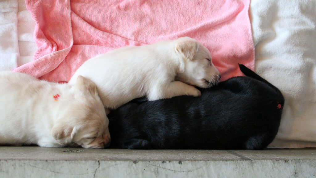 レトリバーの黒い子犬1匹と、白い子犬2匹がくっついて寝ている。