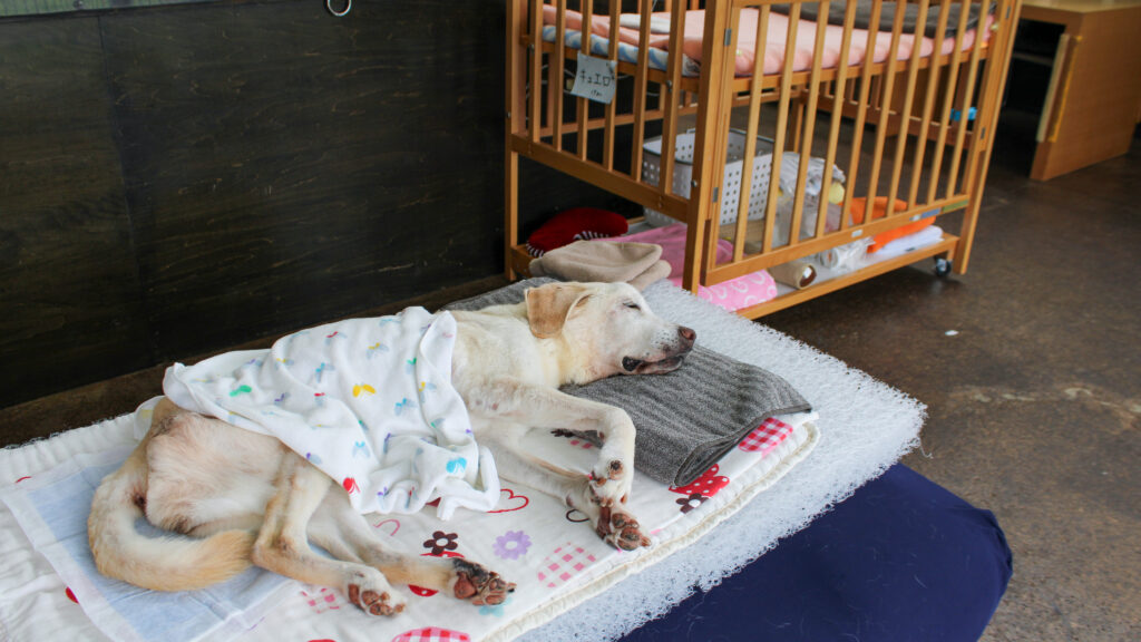 マットを敷いた上に横になって眠っている、盲導犬を引退したキュエロさん。