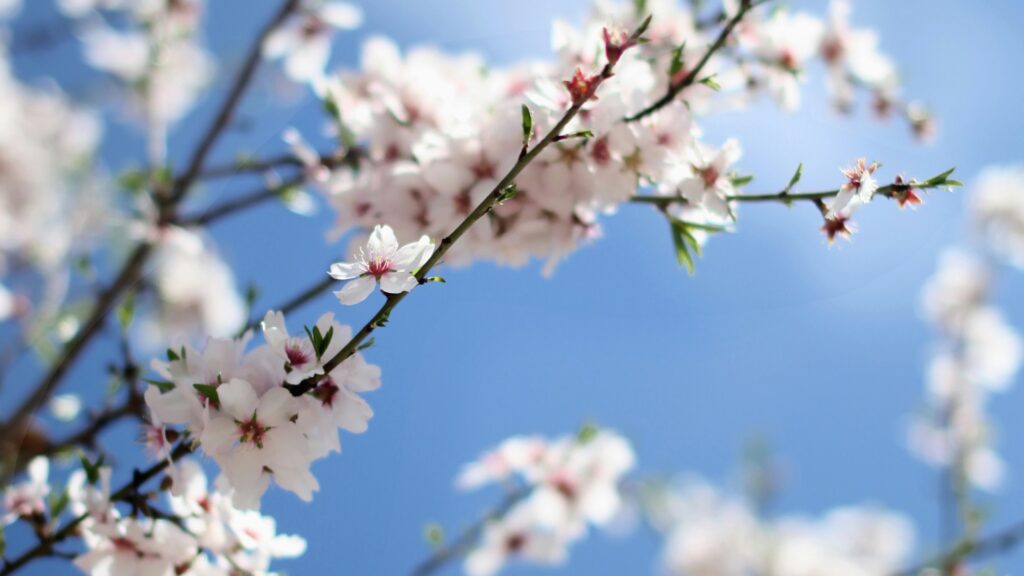 青空を背景に、薄いピンク色の桜の花がしている、桜の枝のクローズアップ写真。