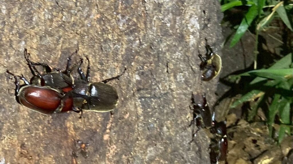 木の幹に集まるクワガタやカブトムシの様子。ライトに照らされて、昆虫の体が光っている。