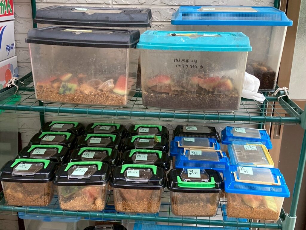棚に並べられたたくさんの昆虫用プラスチックケース。ケース一つ一つに、土とスイカの切れ端と、昆虫が入っていて、付箋メモが貼ってある。